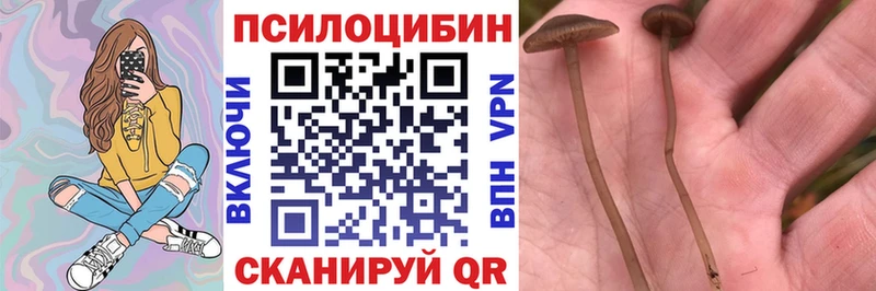 Псилоцибиновые грибы GOLDEN TEACHER  Балтийск 